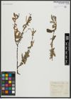 Foto von Salix alba L.